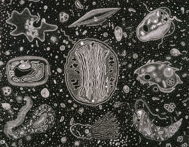 Bacteria