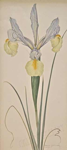 Glasscock, Dutch Iris
