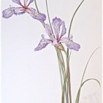 Glasscock, Irises