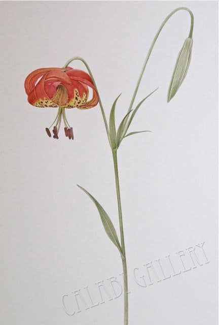 Glasscock, Pitkin Lily