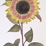 Glasscock, Sunflower