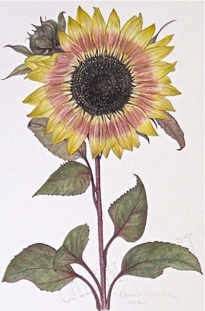 Glasscock, Sunflower