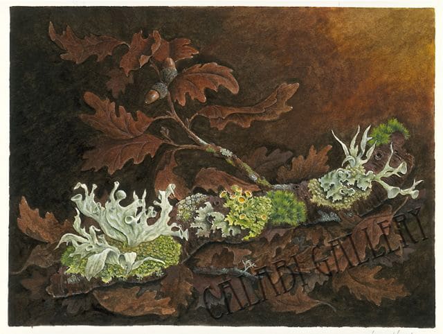 Martin, Oak Twig with Lichens