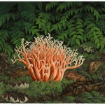 Martin, Coral Mushroom