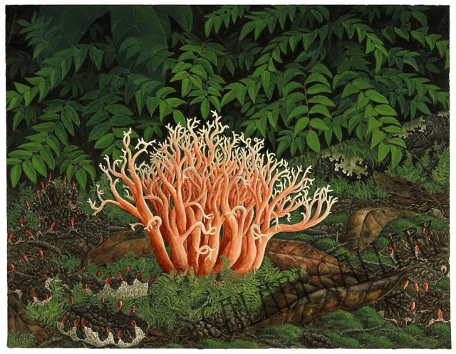 Martin, Coral Mushroom